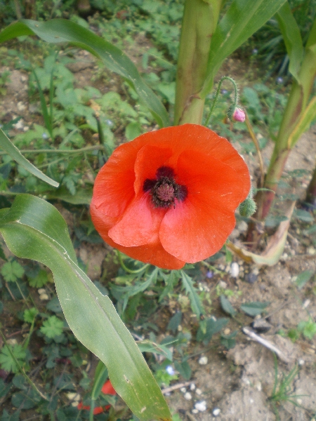 Image 65 of 116  -  228 kB
